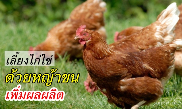 เลี้ยงไก่ไข่ ด้วยหญ้าขน ลดต้นทุน เพิ่มผลผลิต